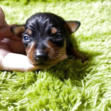 ミニチュアピンシャー【埼玉県・男の子・2025年10月19日・ブラックタン】の写真「これからの成長が楽しみ」