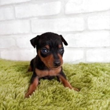 ミニチュアピンシャー【埼玉県・男の子・2025年10月19日・ブラックタン】の写真「これからの成長が楽しみ」