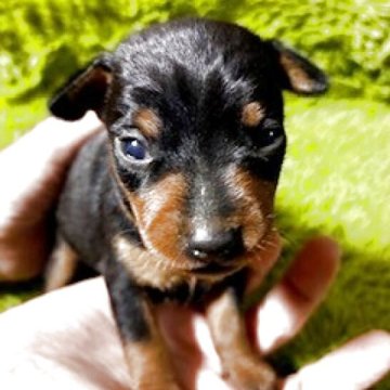 ミニチュアピンシャー【埼玉県・男の子・2025年10月19日・ブラックタン】の写真「これからの成長が楽しみ」