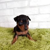 ミニチュアピンシャー