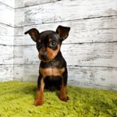 ミニチュアピンシャー