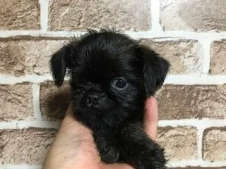 うつのみや 様のお迎えした子犬