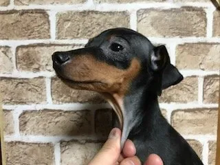 ID：1710-01827の子犬