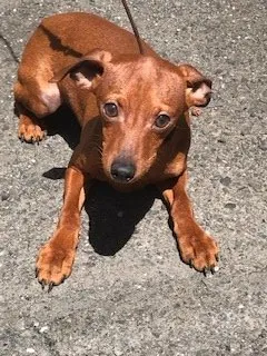 みーさん 様のお迎えした子犬