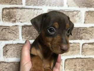 さるこ 様のお迎えした子犬