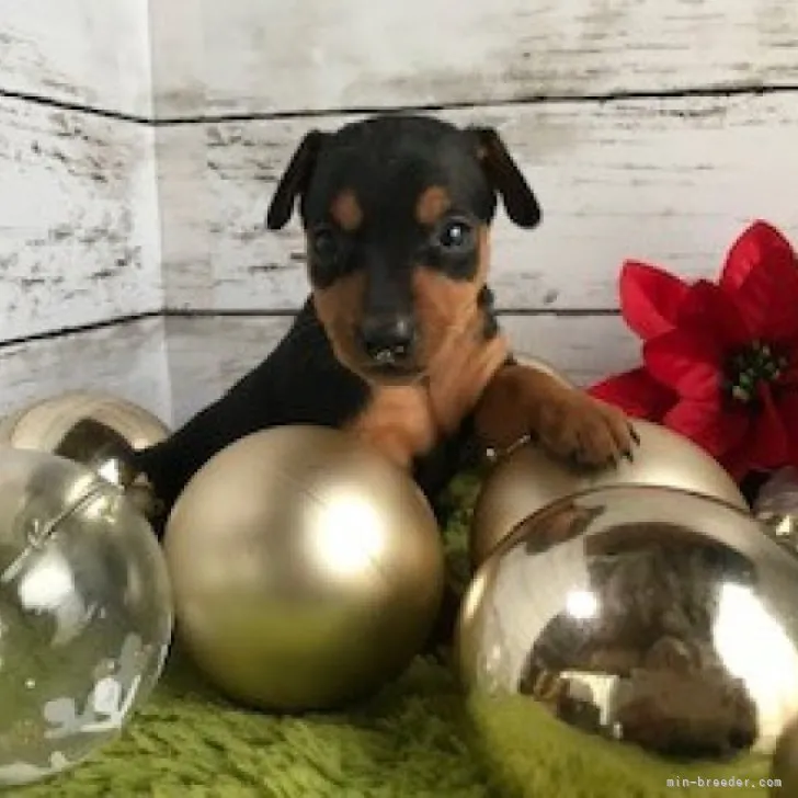 ID:2311-00219の子犬