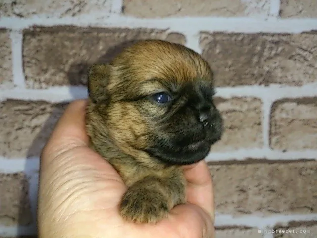 ID:1701-00662の子犬