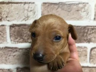ID:2003-02193の子犬