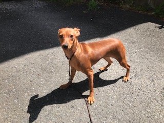 ミニチュアピンシャー 埼玉県 男の子 年9月15日 レッド 父犬はｉｎｔjkch 母犬int Jkc Ch直子 みんなのブリーダー 子犬id 10