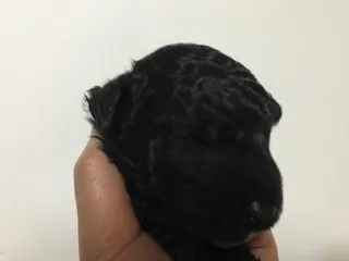 ID：1901-01999の子犬