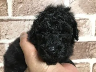 ID:2005-00826の子犬