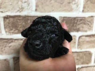 トイプードル(トイ)【埼玉県・女の子・2019年5月1日・ブラック】の写真「令和産まれ！」
