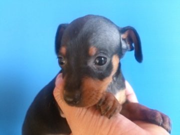 ミニチュアピンシャー【埼玉県・男の子・2016年1月11日・ブラックタン】の写真「父犬INT CH　母犬今年のミニピンTHEDOGカ」