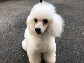 トイプードル(トイ)【埼玉県・女の子・2017年7月9日・ホワイト】の写真「これからの成長が楽しみです！」