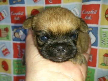ブリュッセルグリフォン【埼玉県・女の子・2016年3月31日・レッド】の写真「希少犬！」