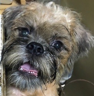 ブリュッセルグリフォン【埼玉県・男の子・2020年4月17日・レッド】の写真「父犬はＩＮＴ　ＡＭ　ＣＨ直子」