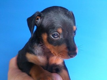 ミニチュアピンシャー【埼玉県・男の子・2016年1月11日・ブラックタン】の写真「父犬INT CH　母犬今年のミニピンTHEDOGカ」