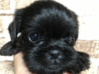 ベルジアングリフォン【埼玉県・男の子・2018年3月14日・ブラック】の写真「超希少犬！父犬はINT AM CH直子です」