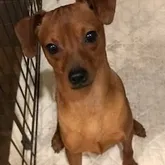 ミニチュアピンシャー【埼玉県・男の子・2021年6月23日・レッド】の写真1「5/31」