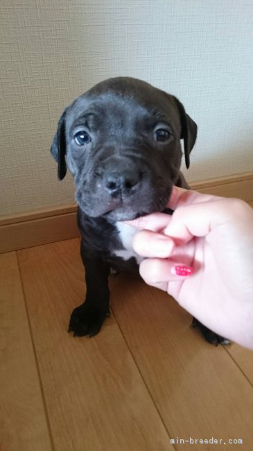 パパ ピットブル ママ 土佐ピット 女の子 ブラック ホワイト 17 11 18生まれ 栃木県 子犬id 1801 女の子 なあたちです みんなのブリーダー