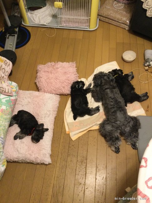 赤ちゃんが5頭未満ならお部屋で自由にさせて飼育しています。ケージの練習は時々します。｜竹田　秀子(たけだ　ひでこ)ブリーダー(埼玉県・ミニチュアシュナウザー・JKC登録)の紹介写真3