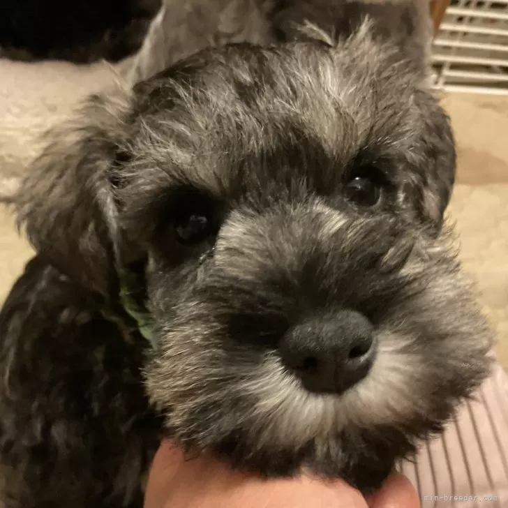 ID:2412-07446の子犬