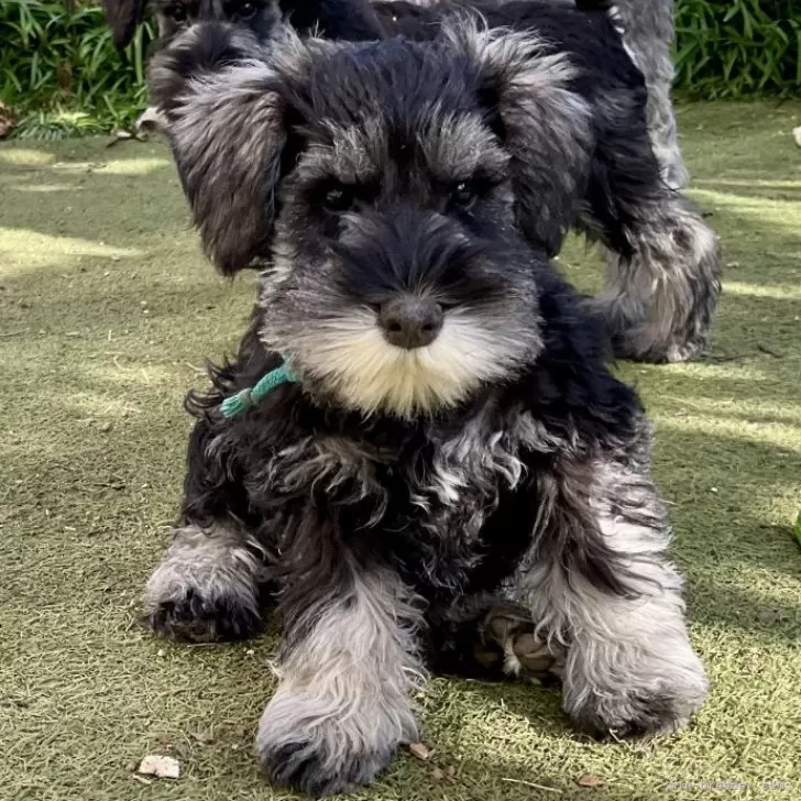 ID:2501-04323の子犬