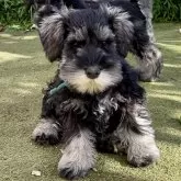 ミニチュアシュナウザー【埼玉県・男の子・2024年10月25日・ソルト&ペッパー】の写真1「太陽の下で親兄弟と目いっぱい遊んで健全に育っています。社会化が十分なので新しいお家にも慣れやすいです」