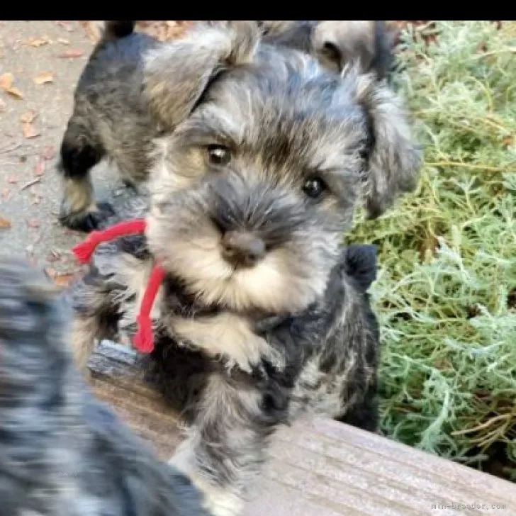 ID:2312-00601の子犬