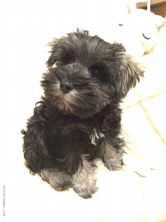 ID:2201-00736の子犬