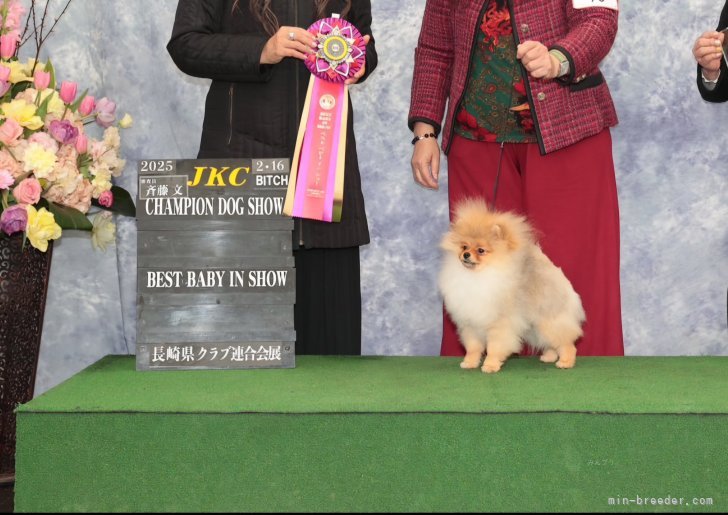 ドックショー最高位🥇ベスト・ベビー・イン・ショー受賞🎊🎉｜小笠原　真由美(おがさわら　まゆみ)ブリーダー(静岡県・バーニーズ・マウンテン・ドッグなど・JKC登録)の紹介写真4
