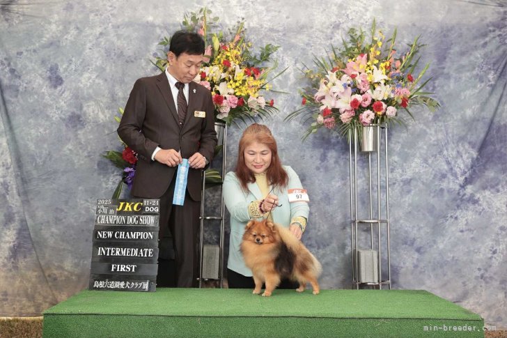 新🎊🇯🇵【JKC チャンピオン】 完成🎉✨😆✨🎊｜小笠原　真由美(おがさわら　まゆみ)ブリーダー(静岡県・バーニーズ・マウンテン・ドッグなど・JKC登録)の紹介写真9