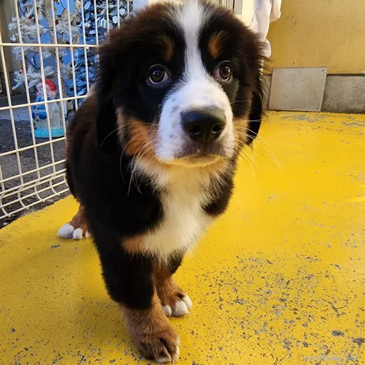 ID:2410-06579の子犬