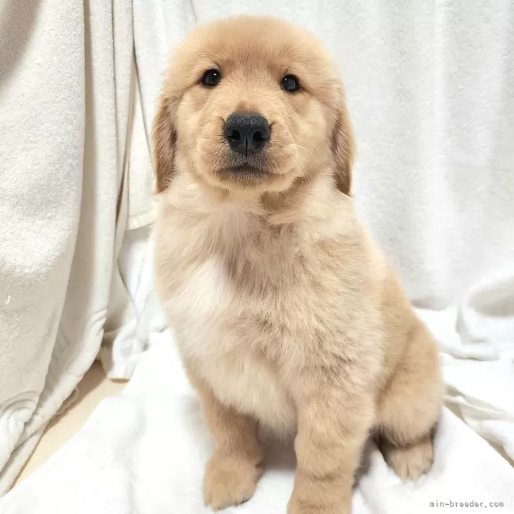 ID：2506-04205の子犬