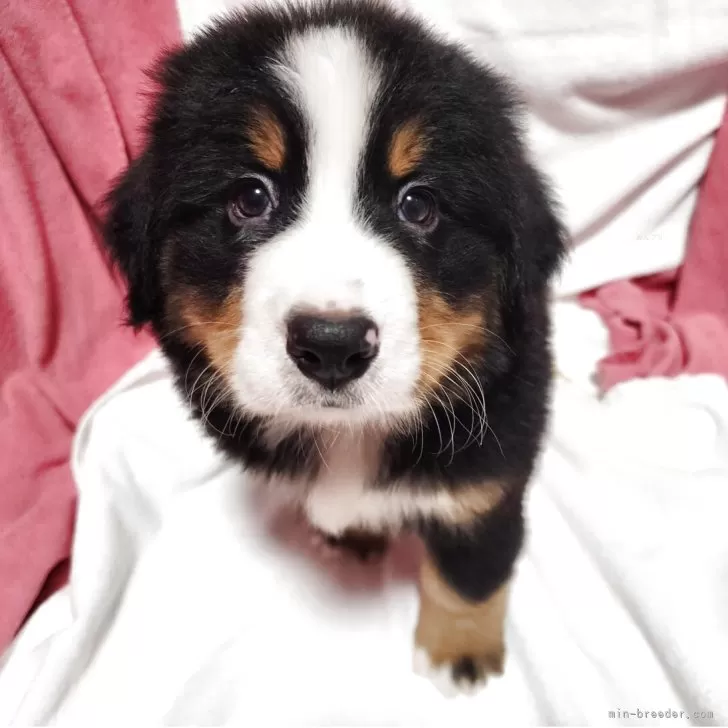 ウイン 様のお迎えした子犬