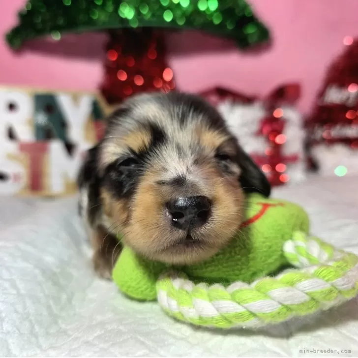 ミニチュアダックスフンド(ロング)【静岡県・男の子・2025年11月14日・シルバーダップル】の写真1