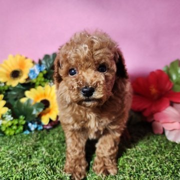 トイプードル(トイ)【静岡県・女の子・2025年4月3日・レッド】の写真「【最終特別価格】💕」