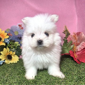 ポメマル(ポメラニアン×マルチーズ)【静岡県・男の子・2025年8月28日・ホワイト】の写真「真っ白で大きな目👀かわいい男の子🎶」