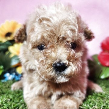 トイプードル(トイ)【静岡県・男の子・2025年4月3日・アプリコット】の写真「【最終特別価格】🎵」
