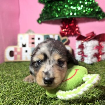 ミニチュアダックスフンド(ロング)【静岡県・男の子・2025年11月14日・シルバーダップル】の写真「キレイな柄💕コロコロかわいい男の子✨」