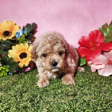 トイプードル(トイ)【静岡県・男の子・2025年4月3日・アプリコット】の写真「【最終特別価格】🎵」