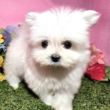 ポメマル(ポメラニアン×マルチーズ)【静岡県・男の子・2025年8月28日・ホワイト】の写真「真っ白で大きな目👀かわいい男の子🎶」