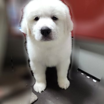 グレートピレニーズ【静岡県・女の子・2024年11月14日・ホワイト】の写真「〖特別価格〗骨格よし✨大きな目のかわいい女の子💕」