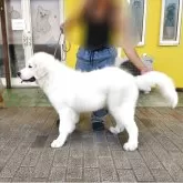 グレートピレニーズ