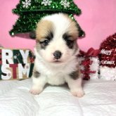 ウェルシュ・コーギー・ペンブローク