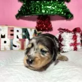 ミニチュアダックスフンド(ロング)【静岡県・男の子・2025年11月14日・シルバーダップル】の写真2