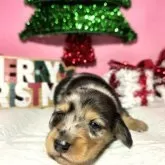 ミニチュアダックスフンド(ロング)【静岡県・男の子・2025年11月14日・シルバーダップル】の写真8