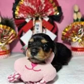 ミニチュアダックスフンド(ロング)【静岡県・女の子・2025年11月28日・ブラックタン】の写真7