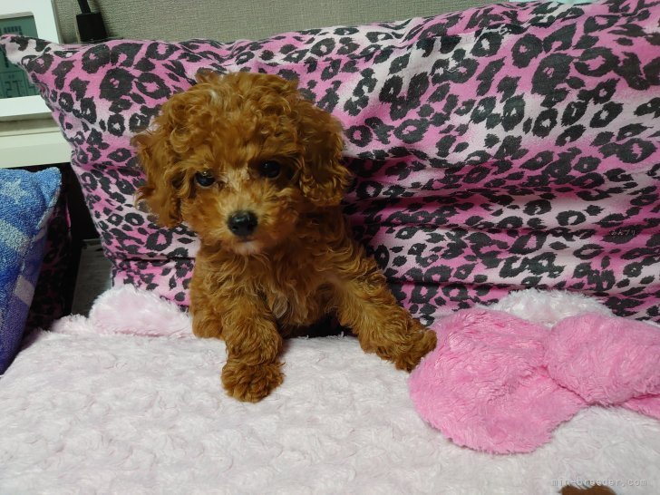 トイプードル【・女の子・2020年6月9日・レッド】