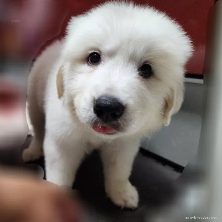 H.U 様のお迎えした子犬